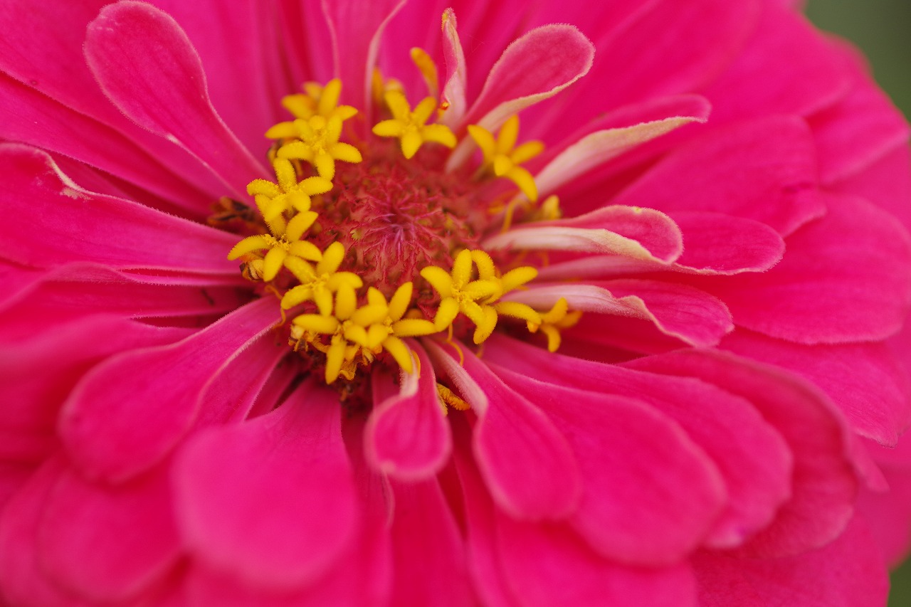 群馬県前橋市の群馬フラワーパーク