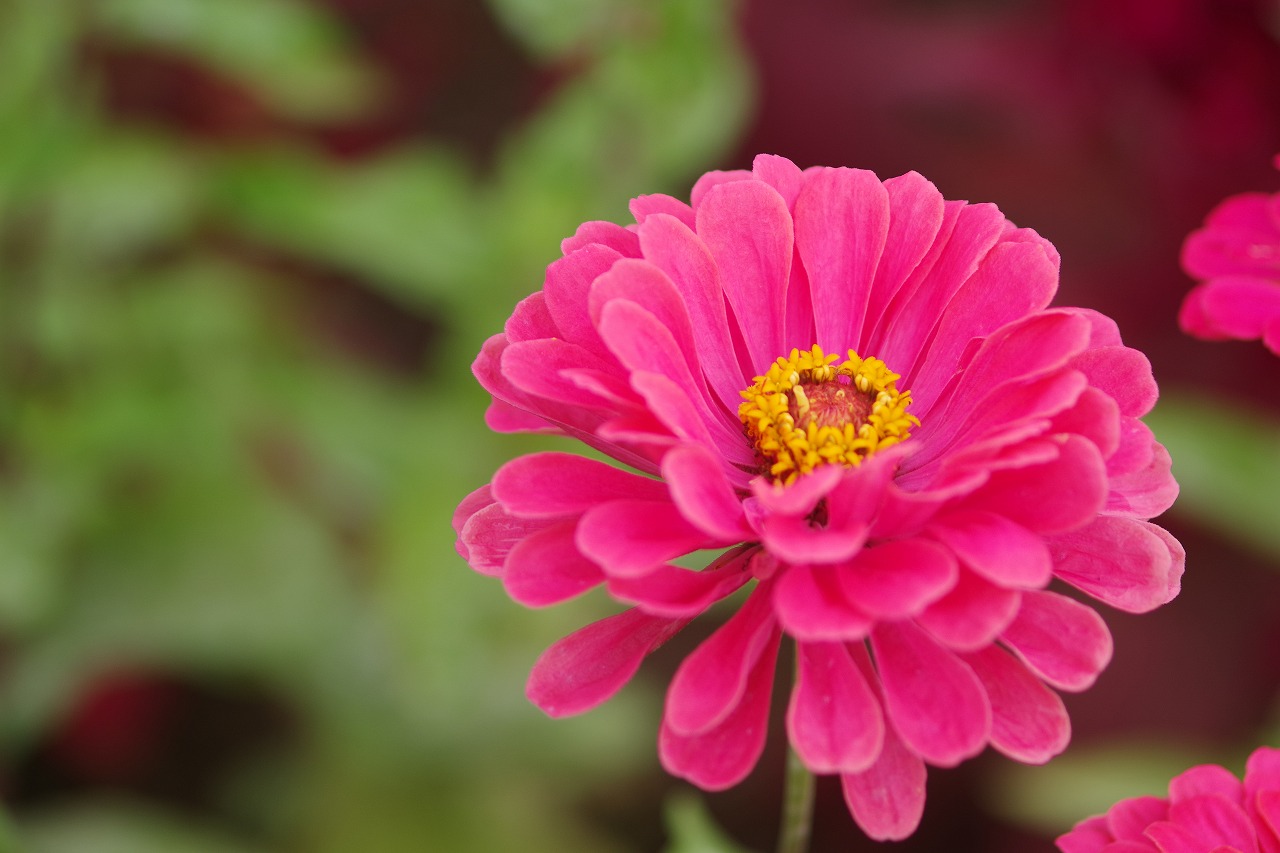 群馬県前橋市の群馬フラワーパーク