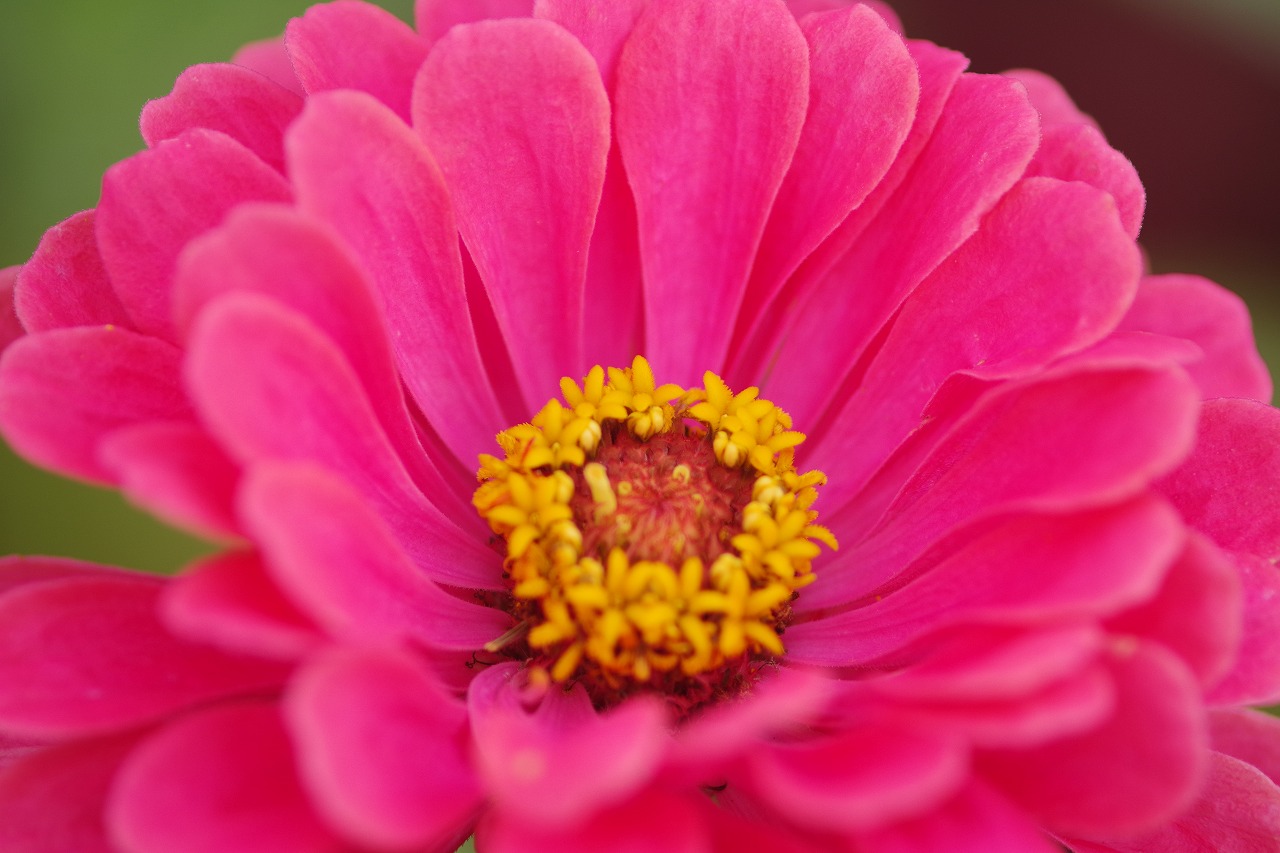 群馬県前橋市の群馬フラワーパーク