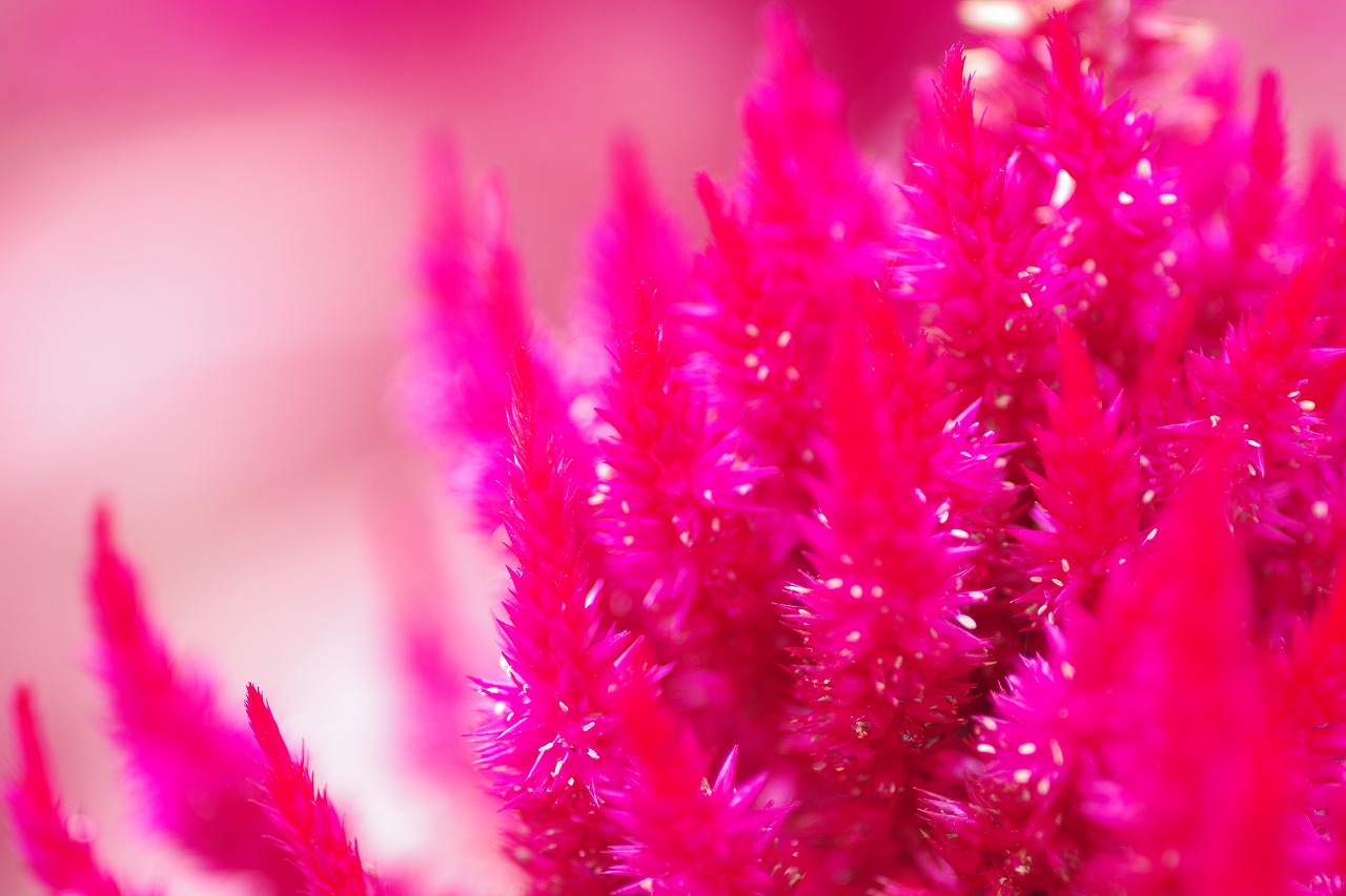 群馬県前橋市の群馬フラワーパーク