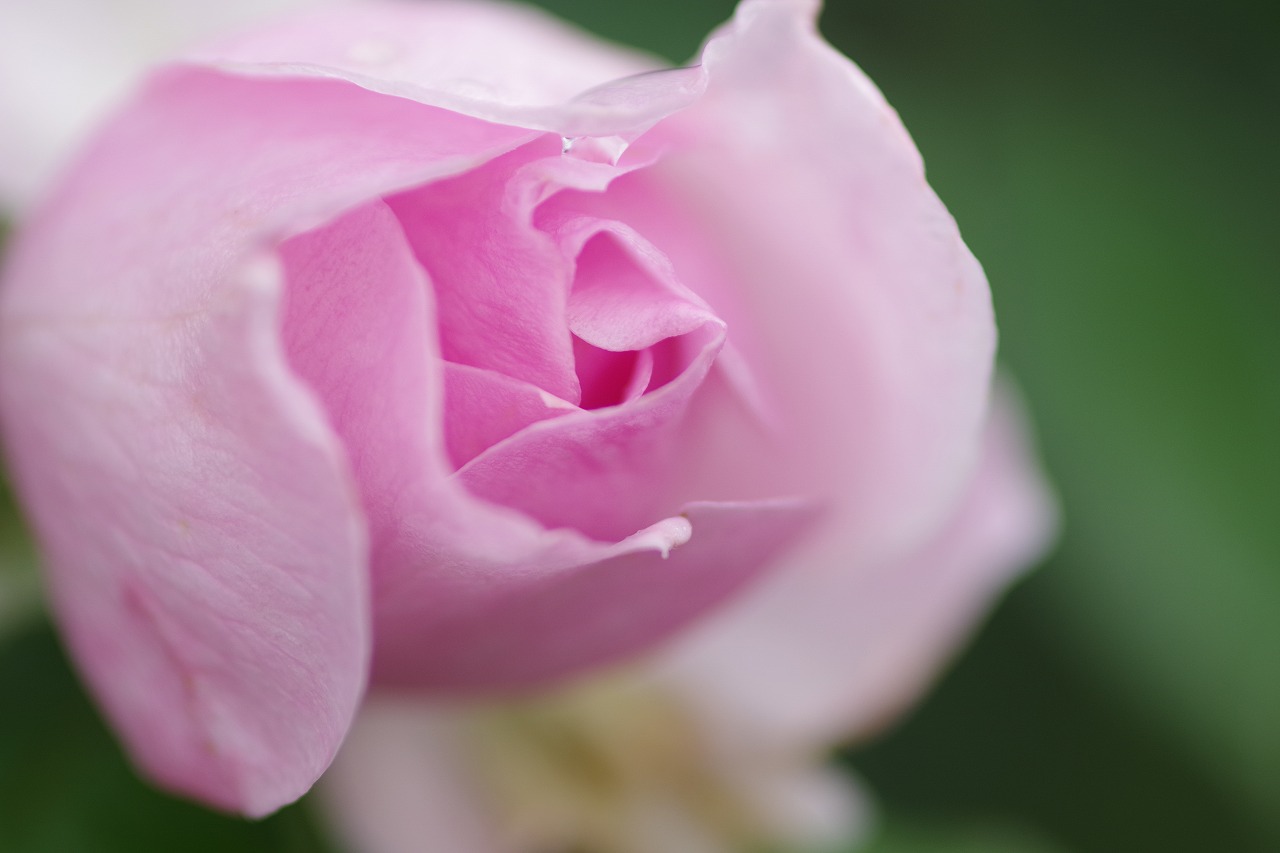 群馬県前橋市の群馬フラワーパーク