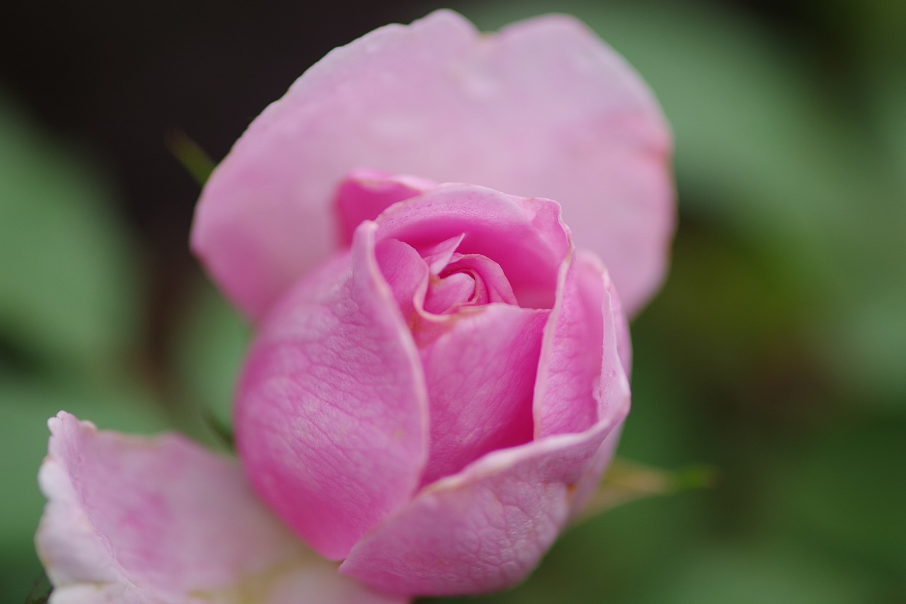 群馬県前橋市の群馬フラワーパーク