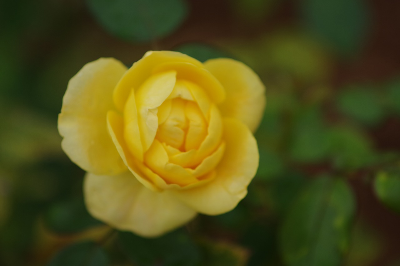 群馬県前橋市の群馬フラワーパーク