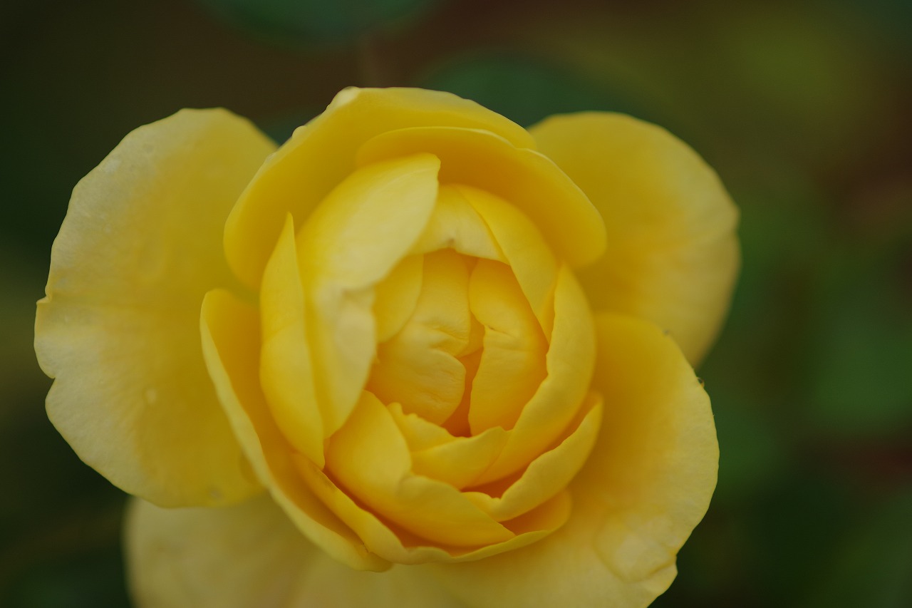 群馬県前橋市の群馬フラワーパーク