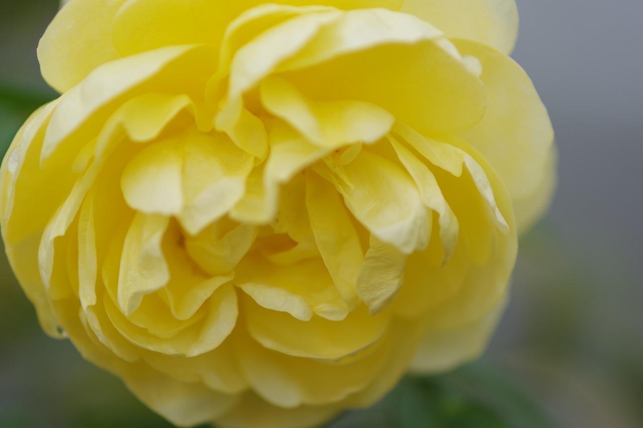 群馬県前橋市の群馬フラワーパーク