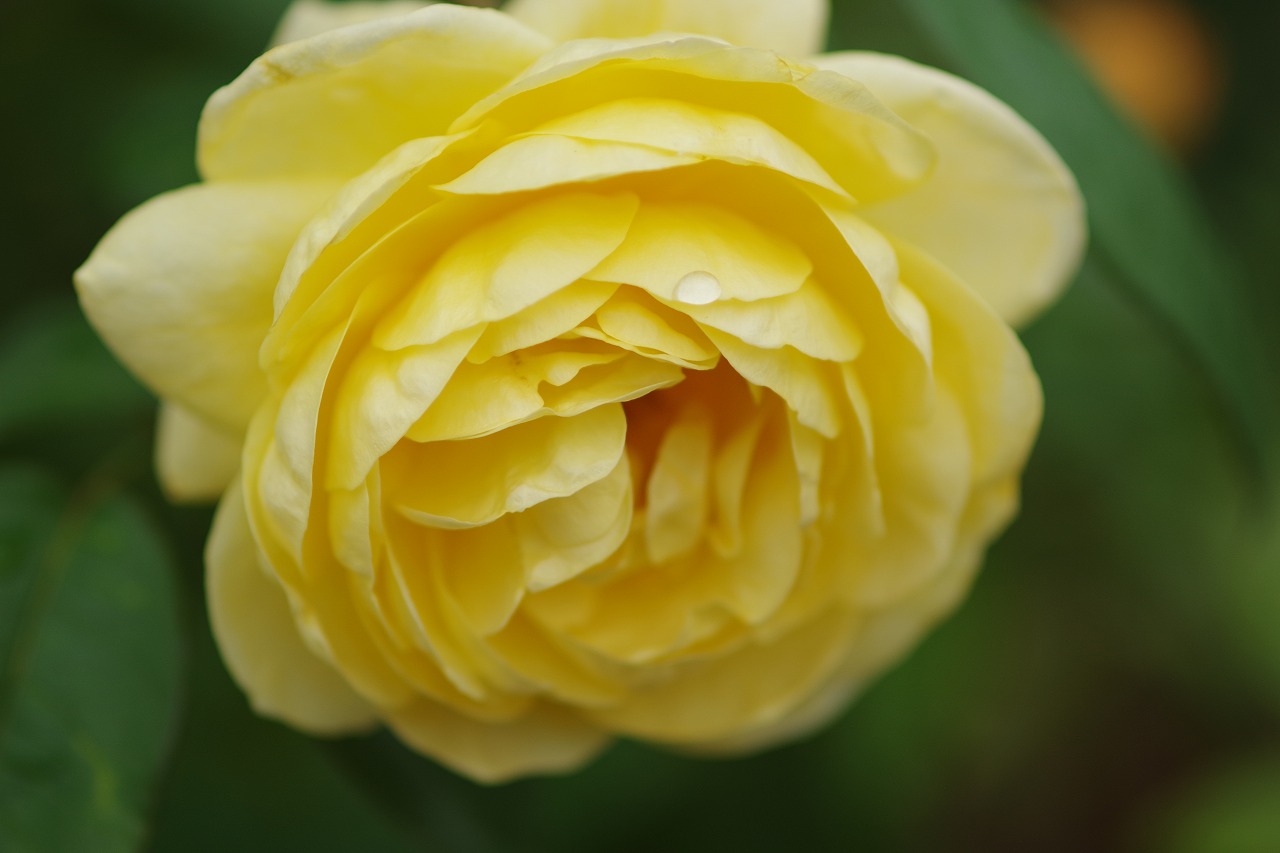 群馬県前橋市の群馬フラワーパーク