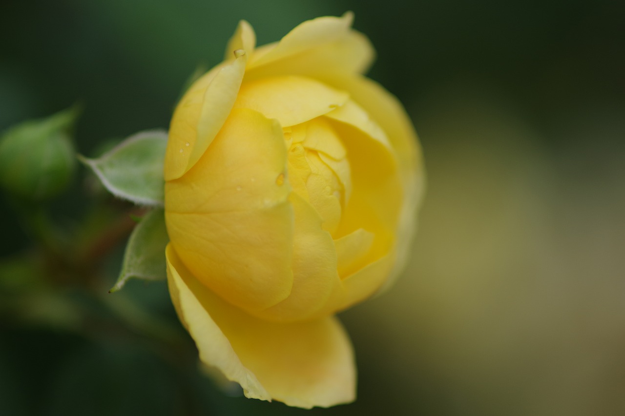 群馬県前橋市の群馬フラワーパーク