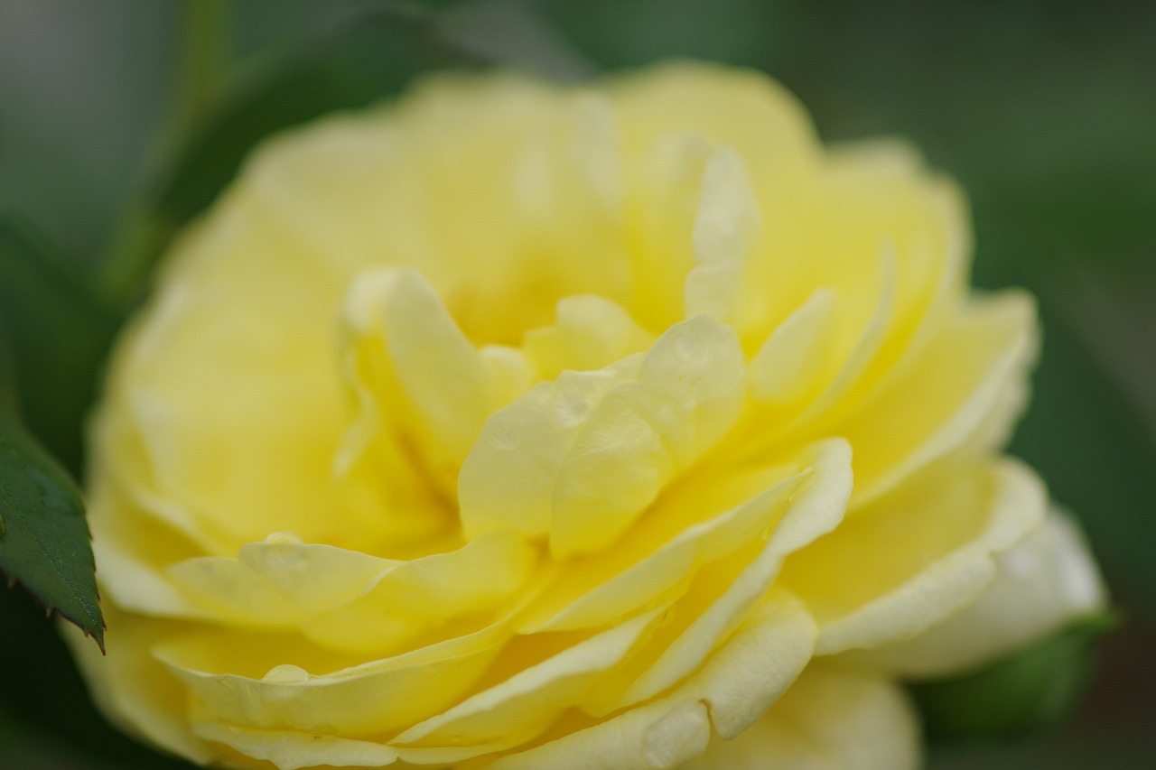 群馬県前橋市の群馬フラワーパーク