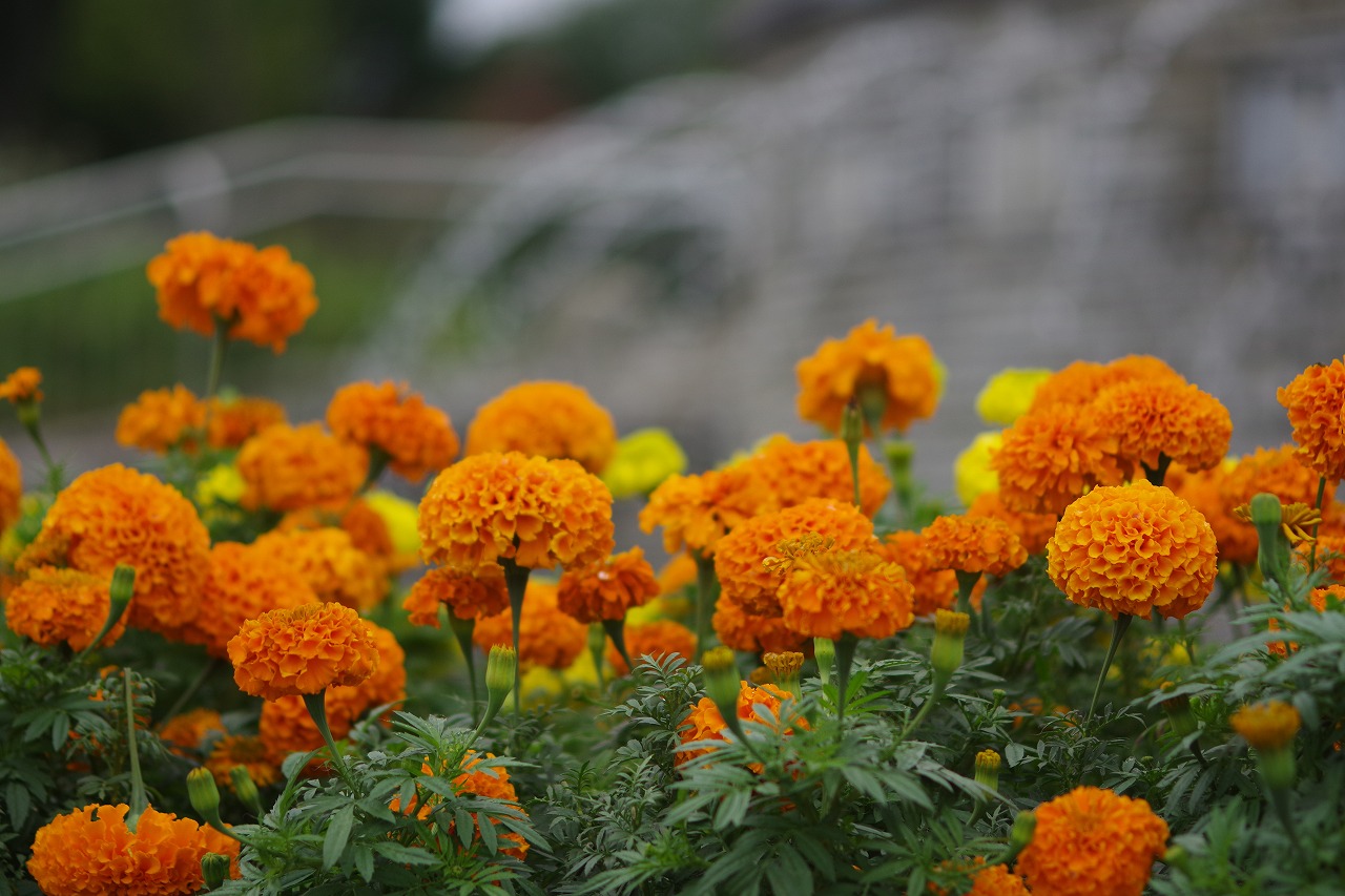 群馬県前橋市の群馬フラワーパーク