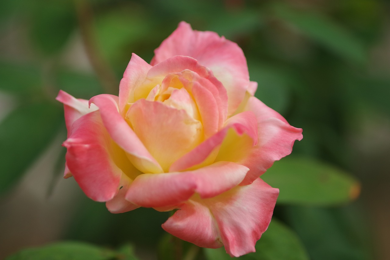 群馬県前橋市の敷島公園のバラ園