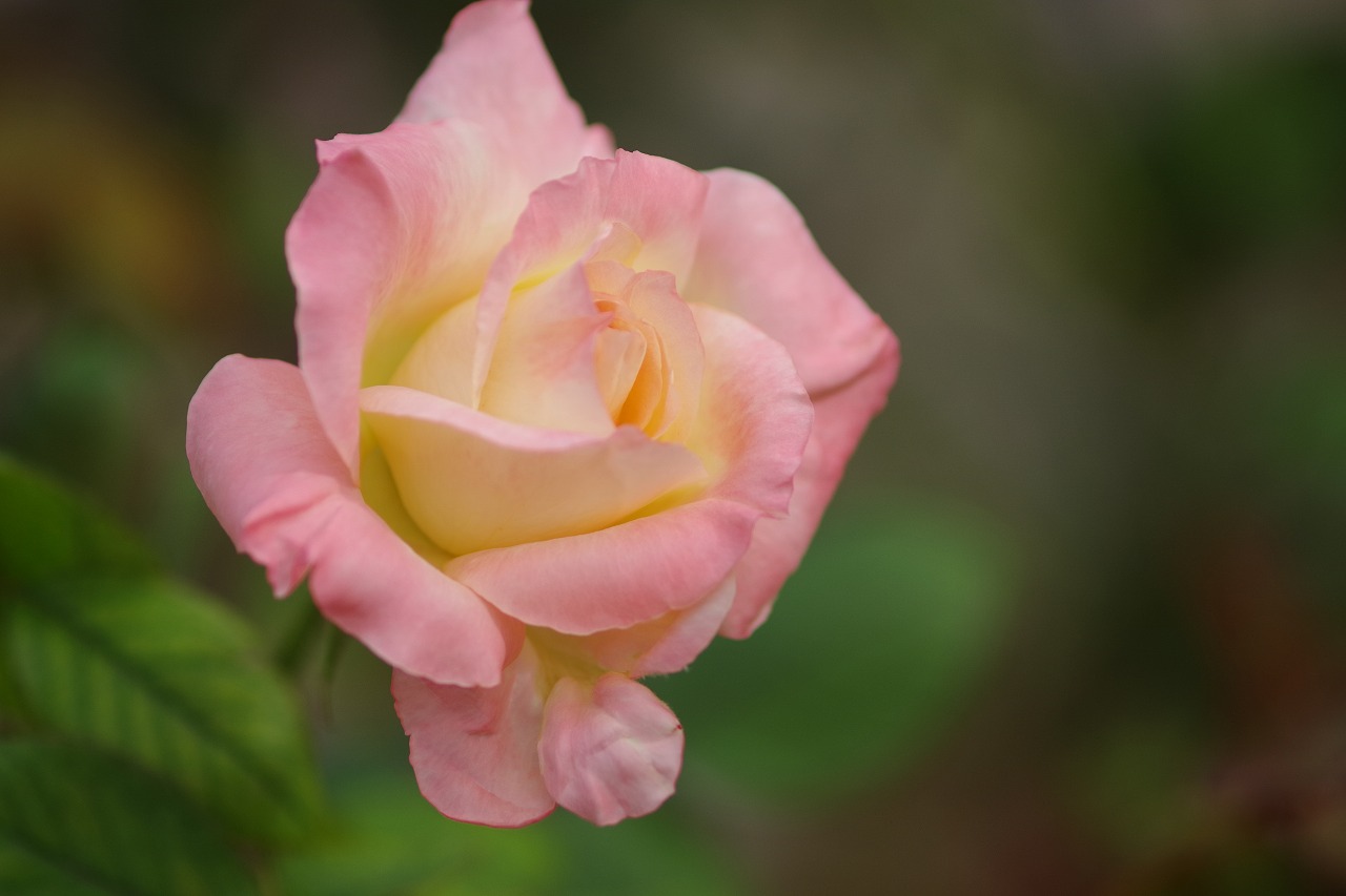 群馬県前橋市の敷島公園のバラ園