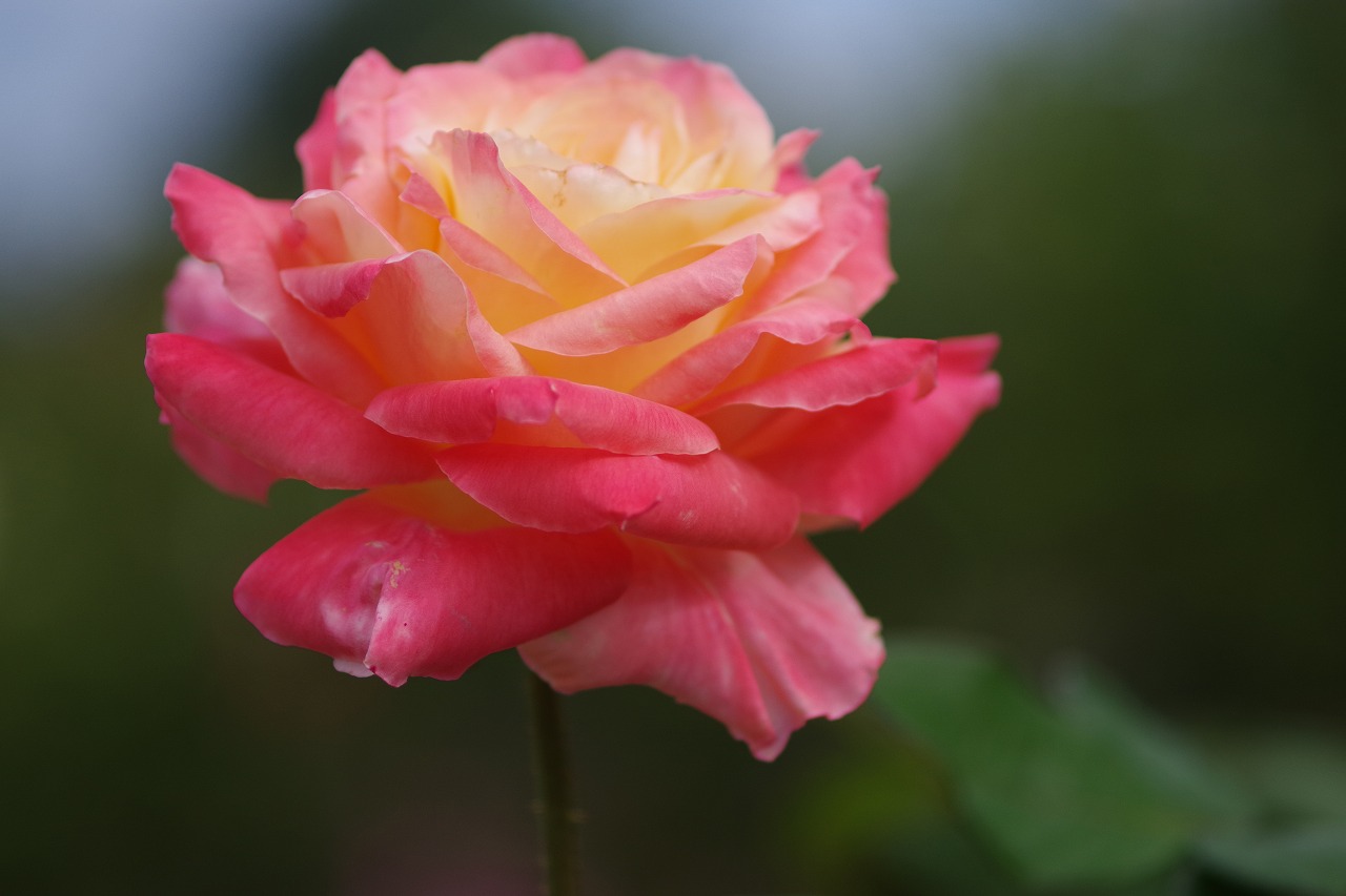 群馬県前橋市の敷島公園のバラ園