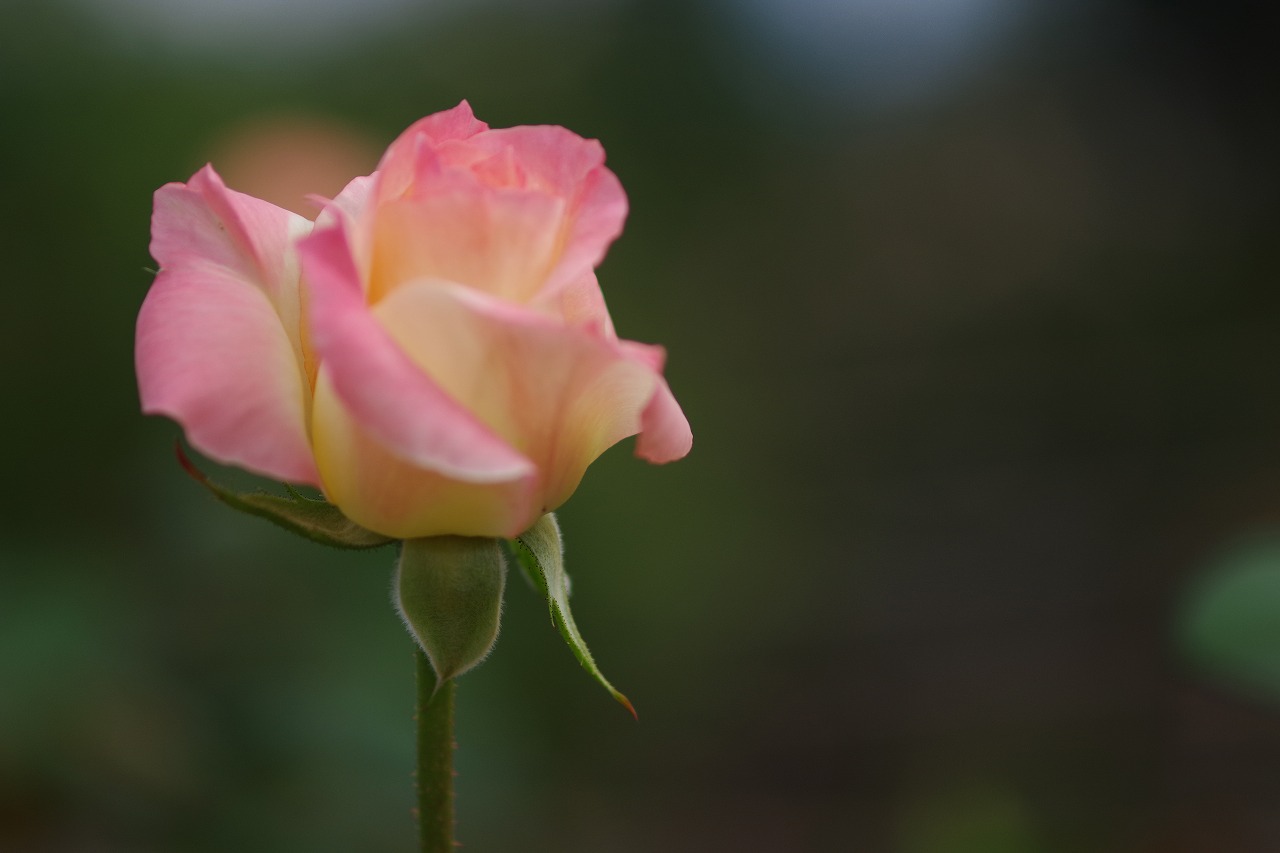 群馬県前橋市の敷島公園のバラ園