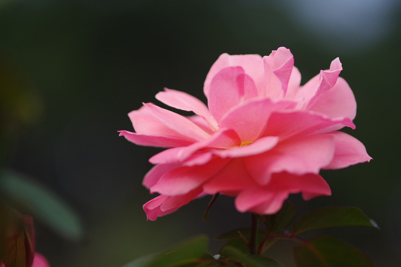 群馬県前橋市の敷島公園のバラ園