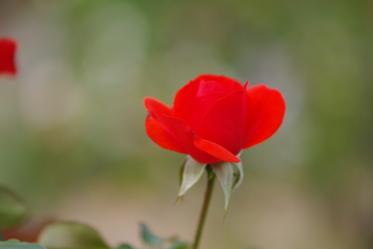 群馬県前橋市の敷島公園のバラ園