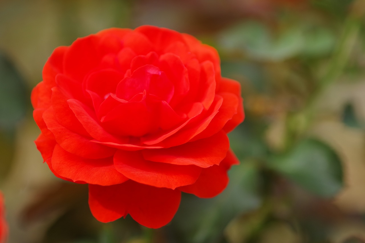 群馬県前橋市の敷島公園のバラ園