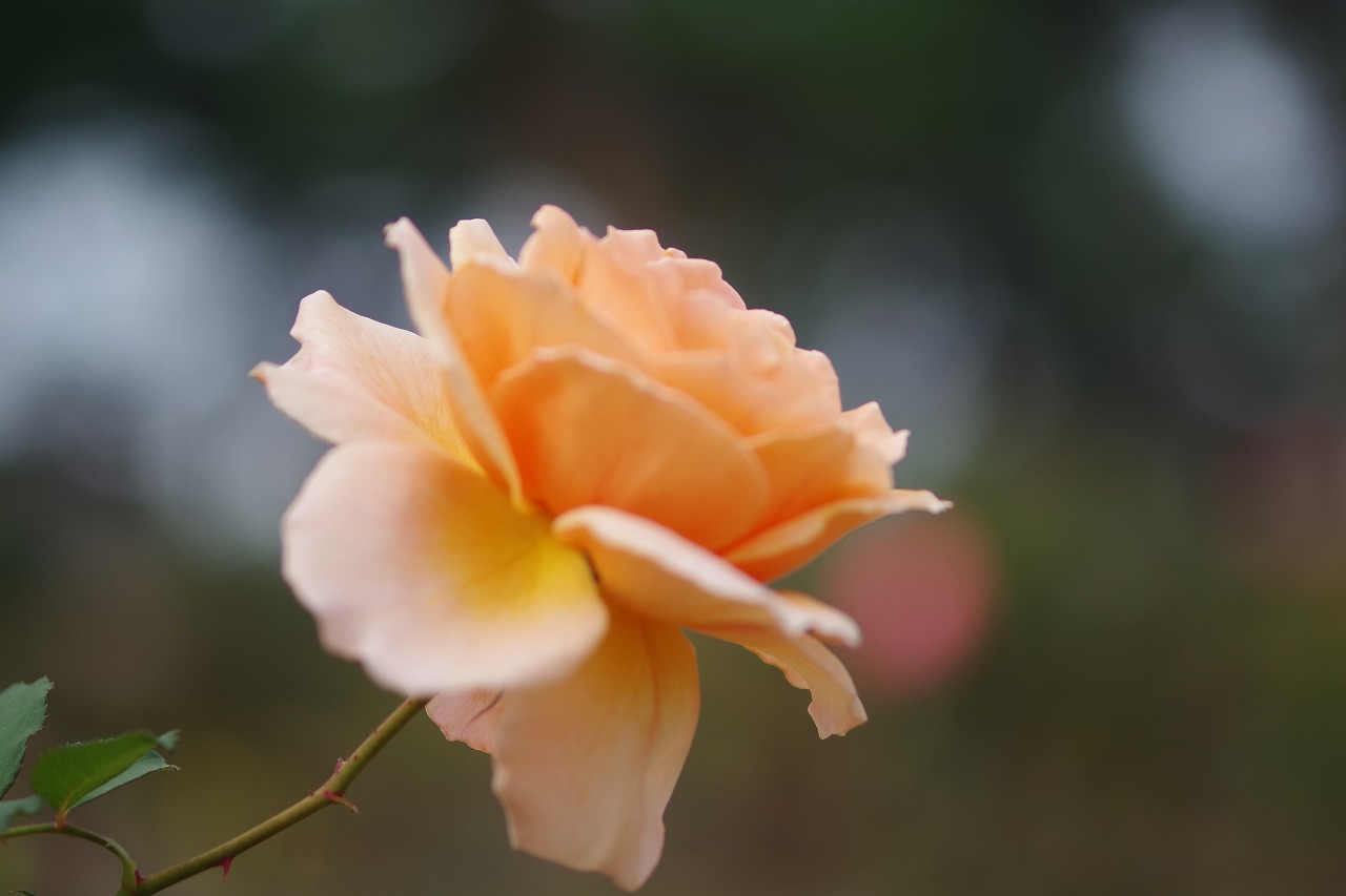 群馬県前橋市の敷島公園のバラ園