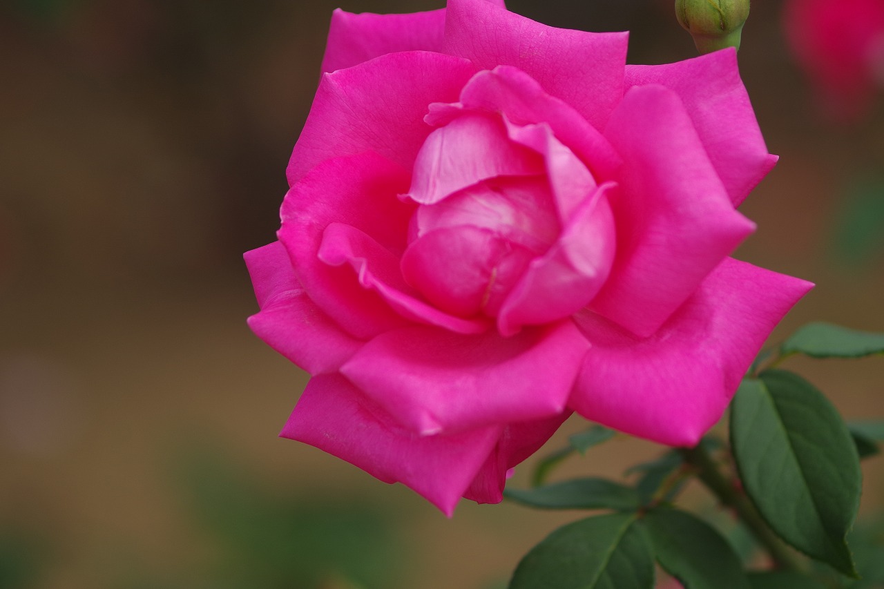 群馬県前橋市の敷島公園のバラ園