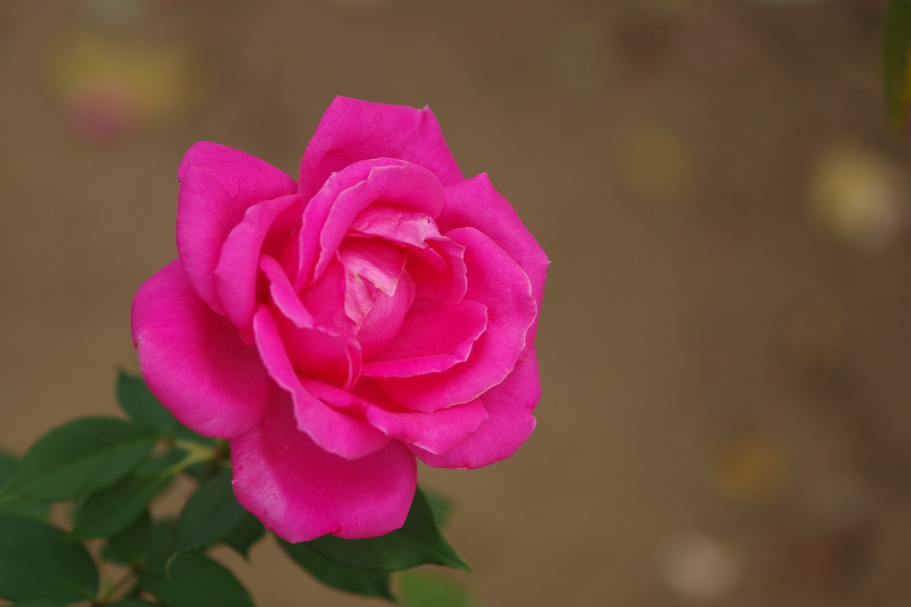 群馬県前橋市の敷島公園のバラ園