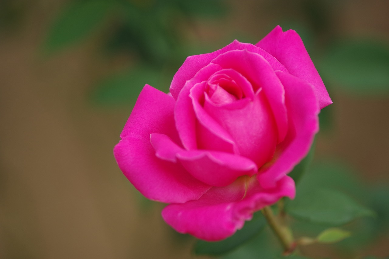 群馬県前橋市の敷島公園のバラ園