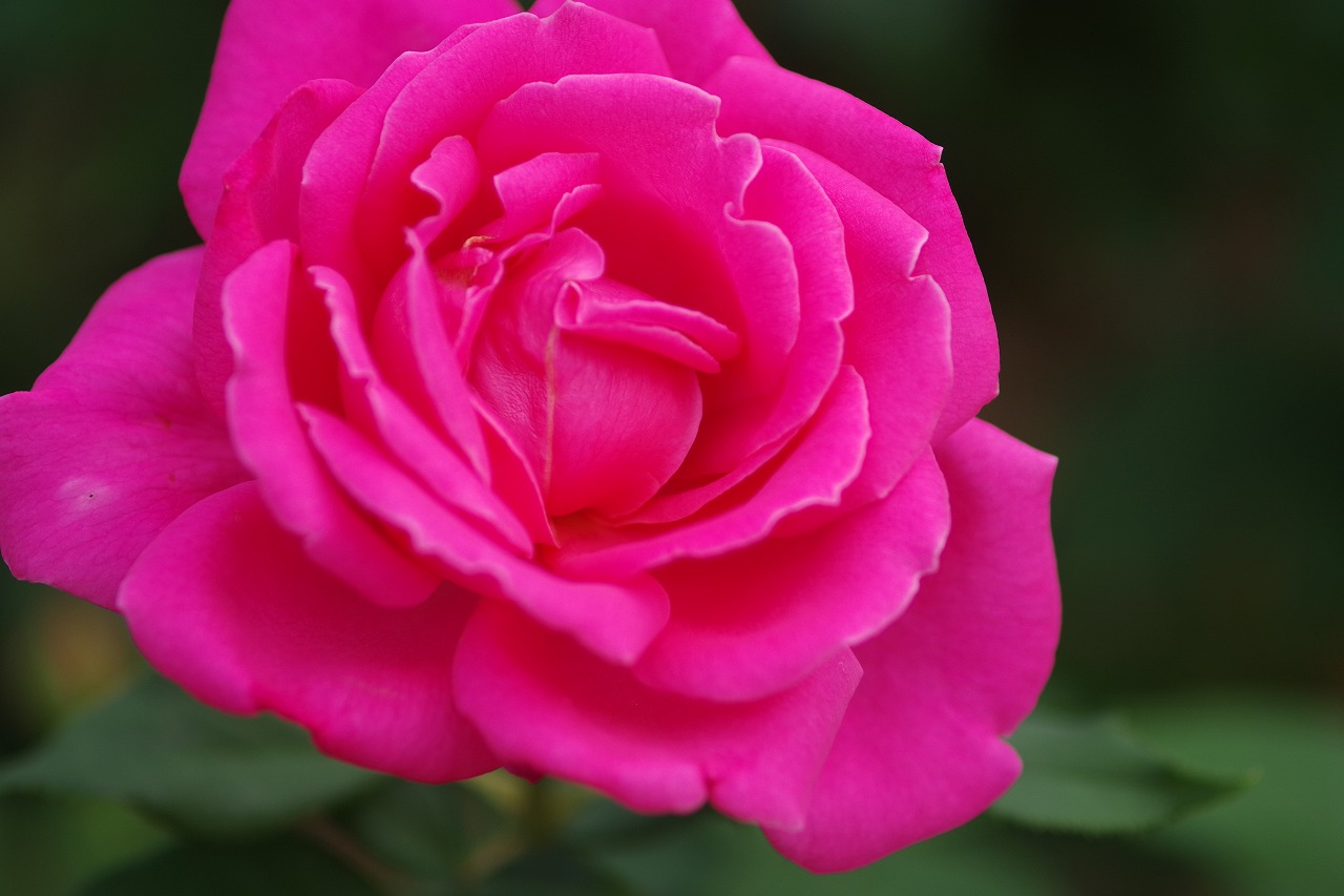 群馬県前橋市の敷島公園のバラ園