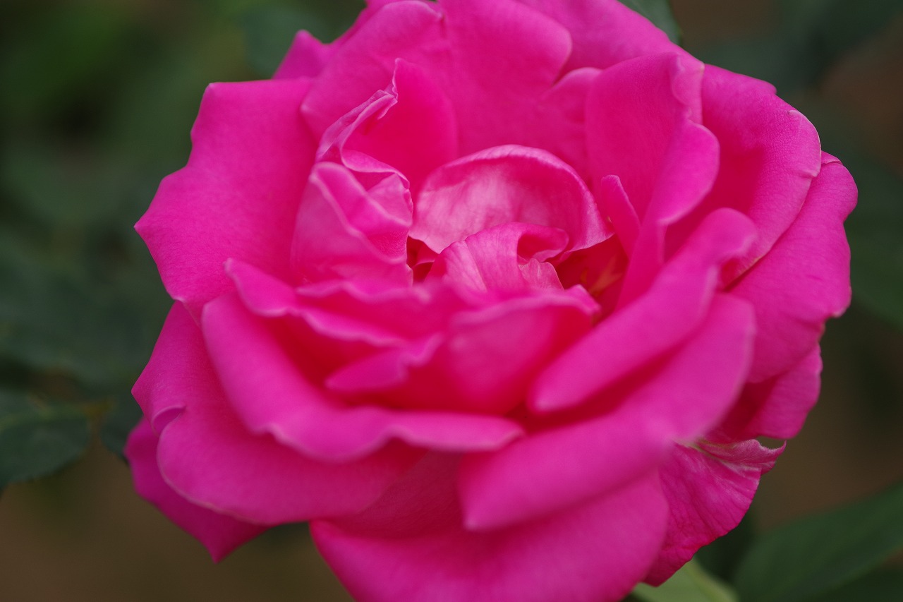 群馬県前橋市の敷島公園のバラ園