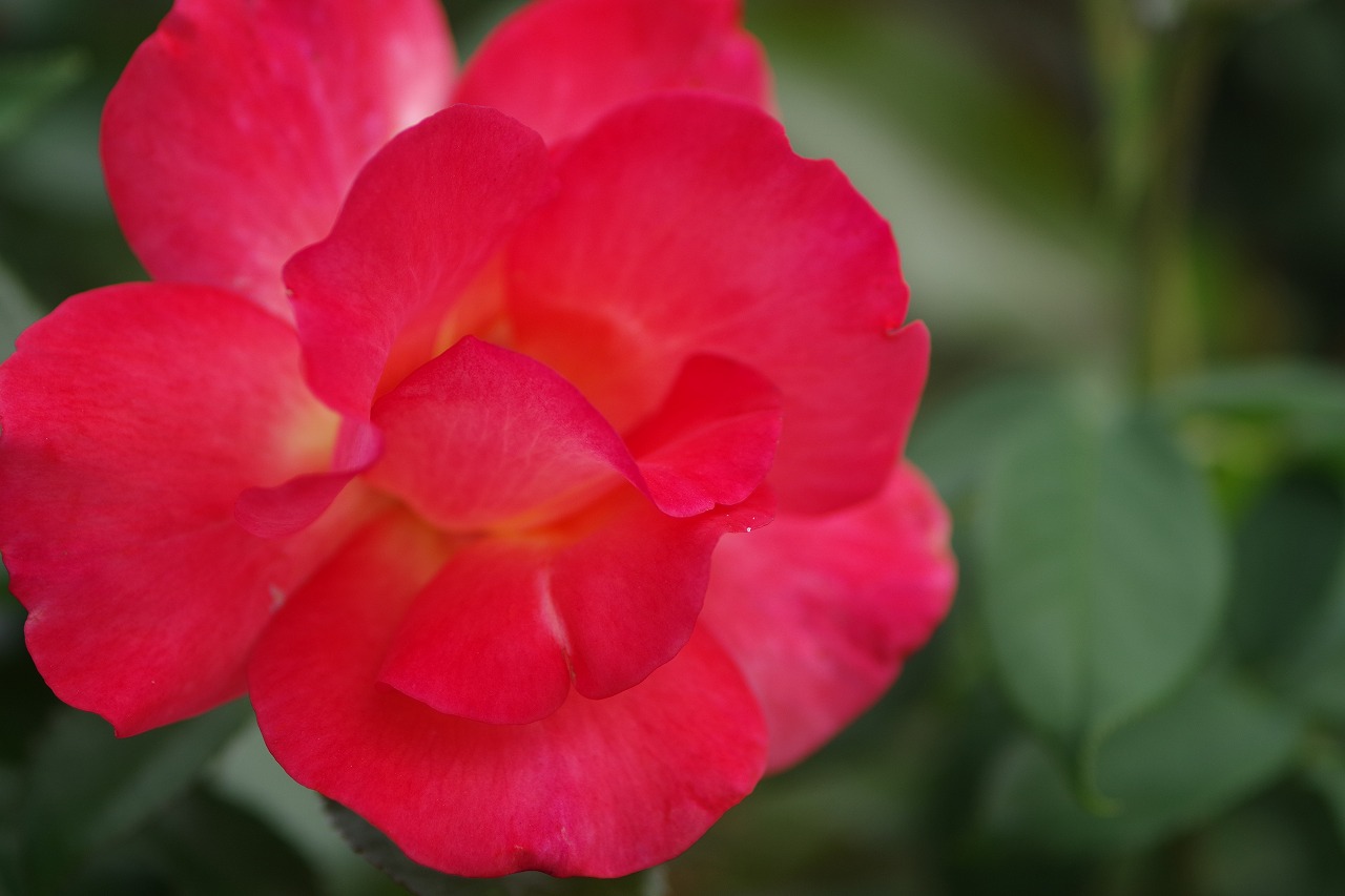群馬県前橋市の敷島公園のバラ園