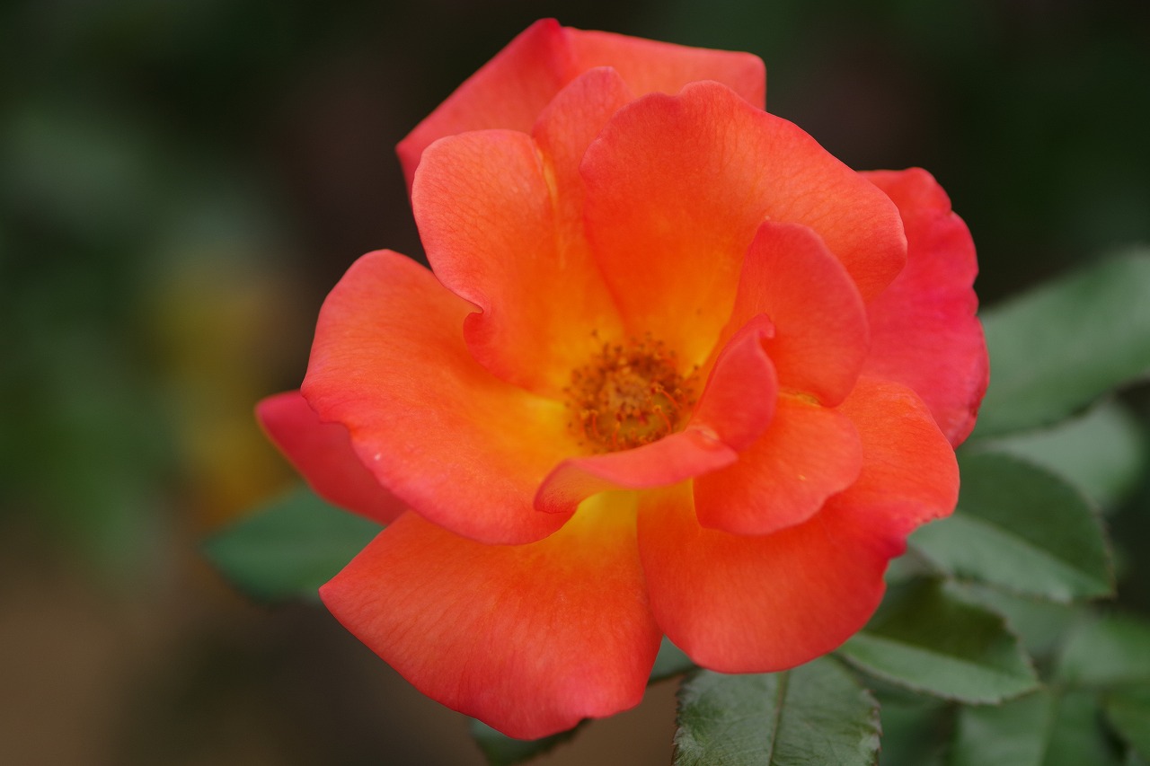 群馬県前橋市の敷島公園のバラ園