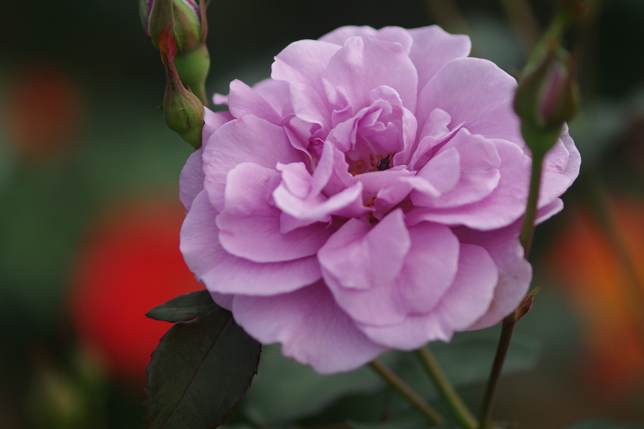 群馬県前橋市の敷島公園のバラ園
