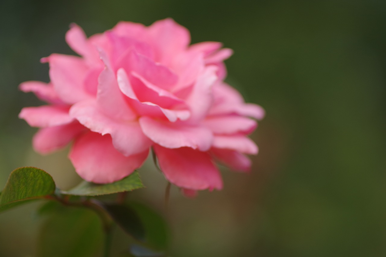 群馬県前橋市の敷島公園のバラ園