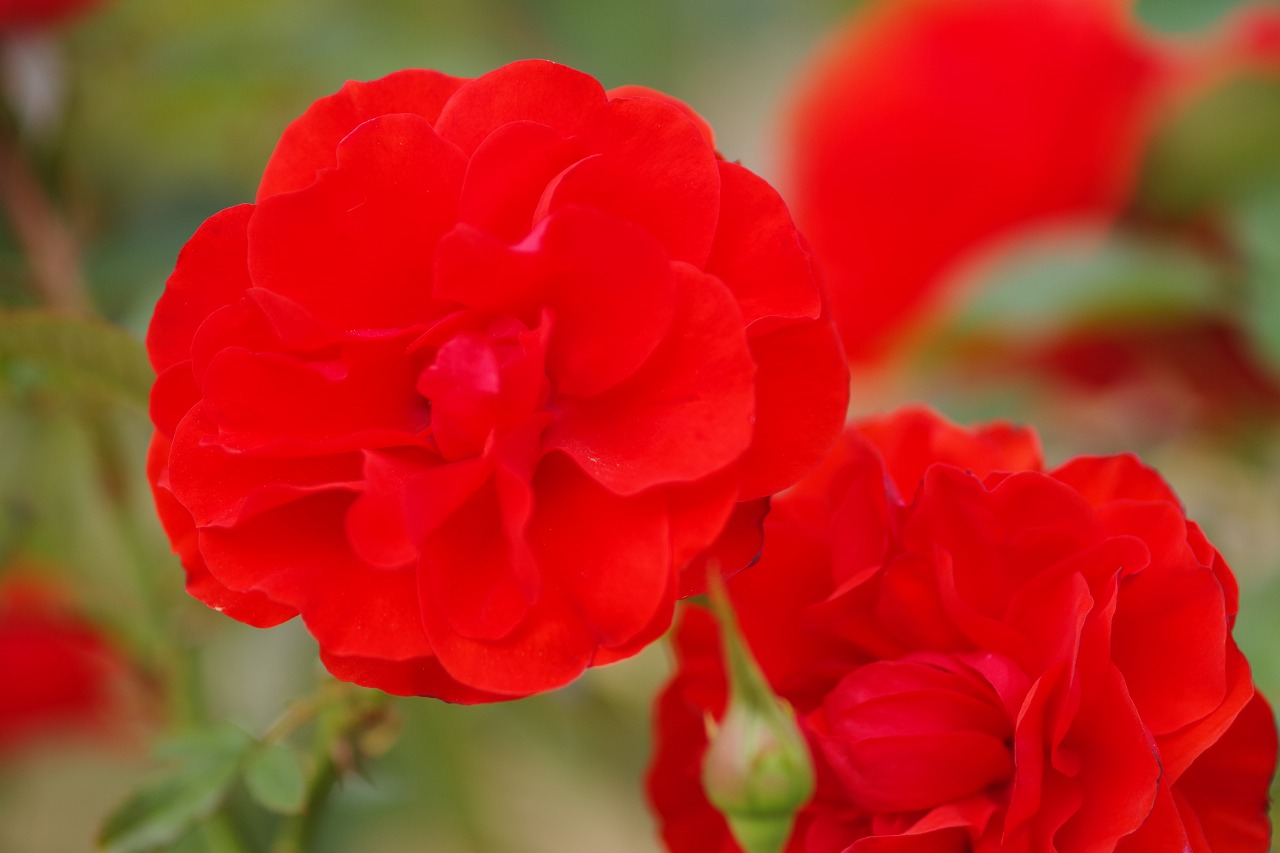 群馬県前橋市の敷島公園のバラ園