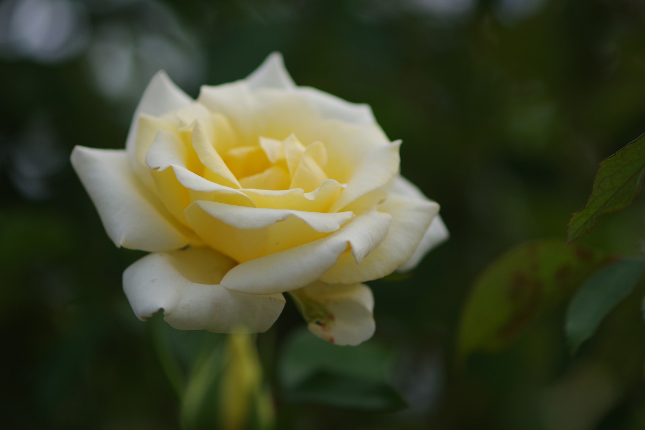 群馬県前橋市の敷島公園のバラ園