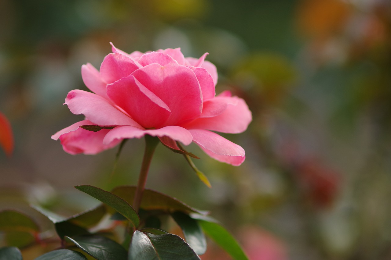 群馬県前橋市の敷島公園のバラ園