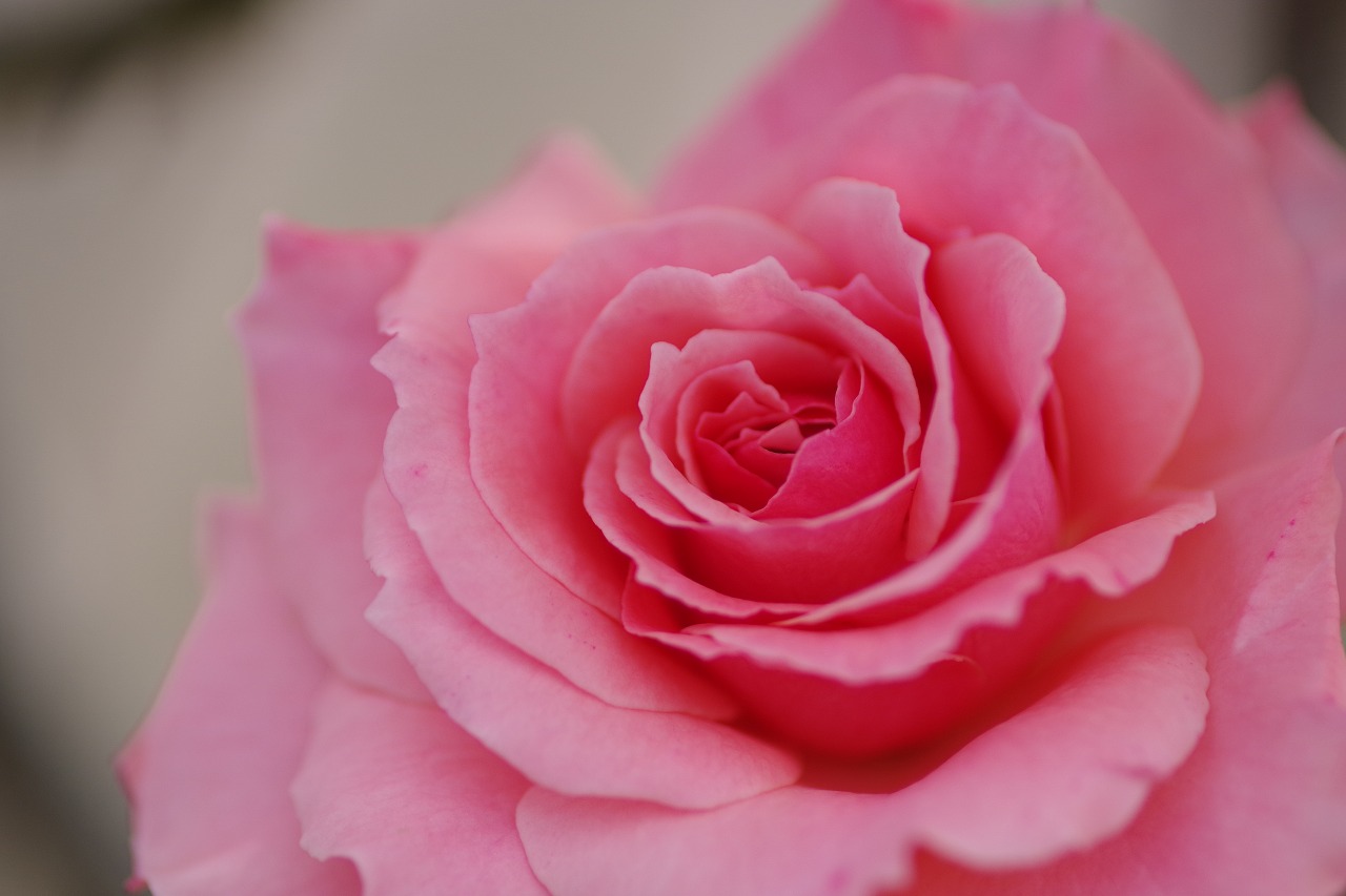群馬県前橋市の敷島公園のバラ園