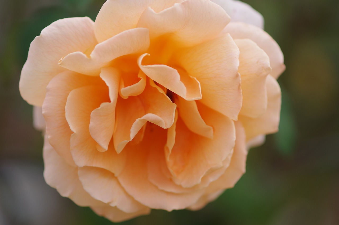 群馬県前橋市の敷島公園のバラ園