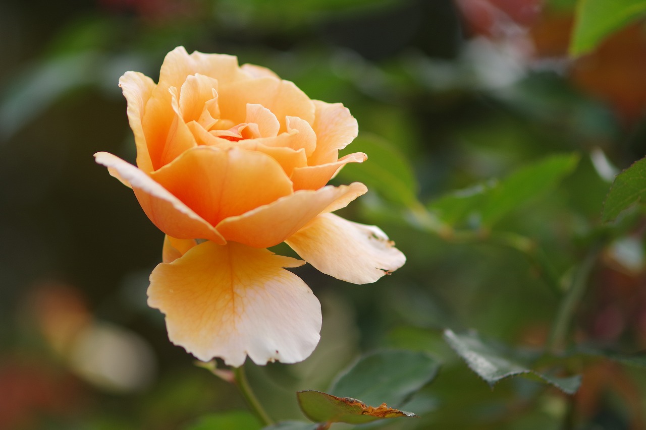 群馬県前橋市の敷島公園のバラ園