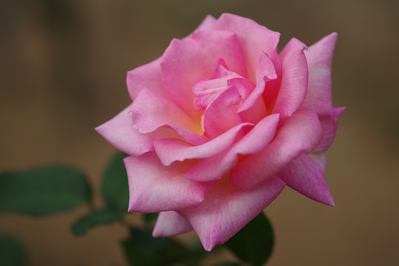 群馬県前橋市の敷島公園のバラ園