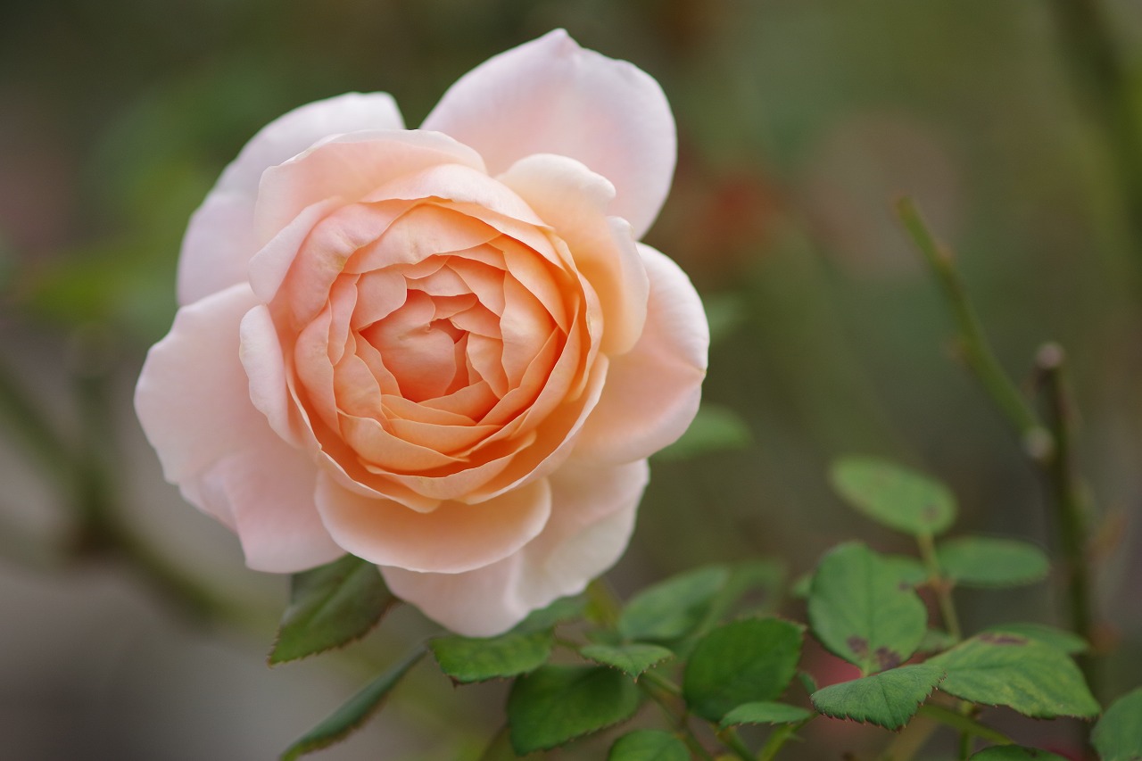 群馬県前橋市の敷島公園のバラ園