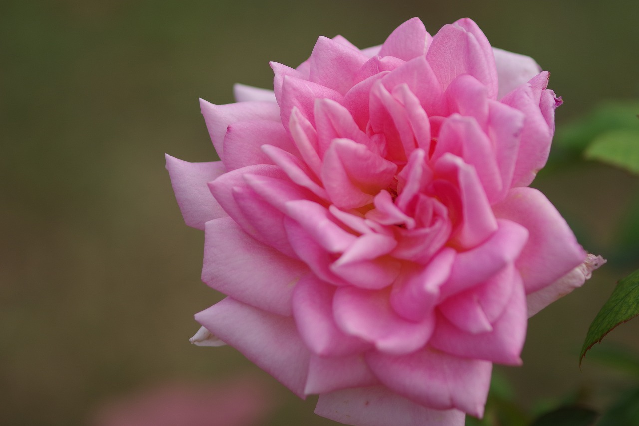 群馬県前橋市の敷島公園のバラ園