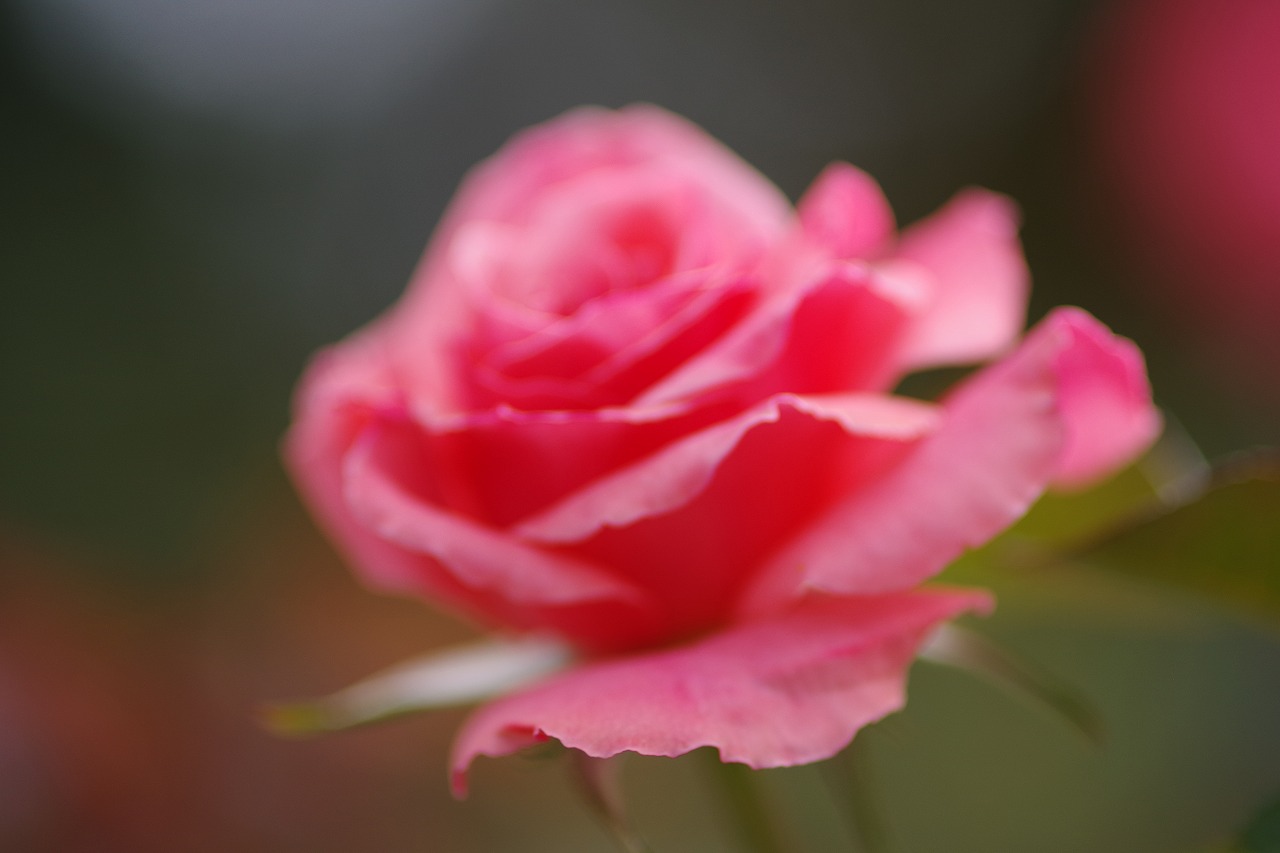 群馬県前橋市の敷島公園のバラ園