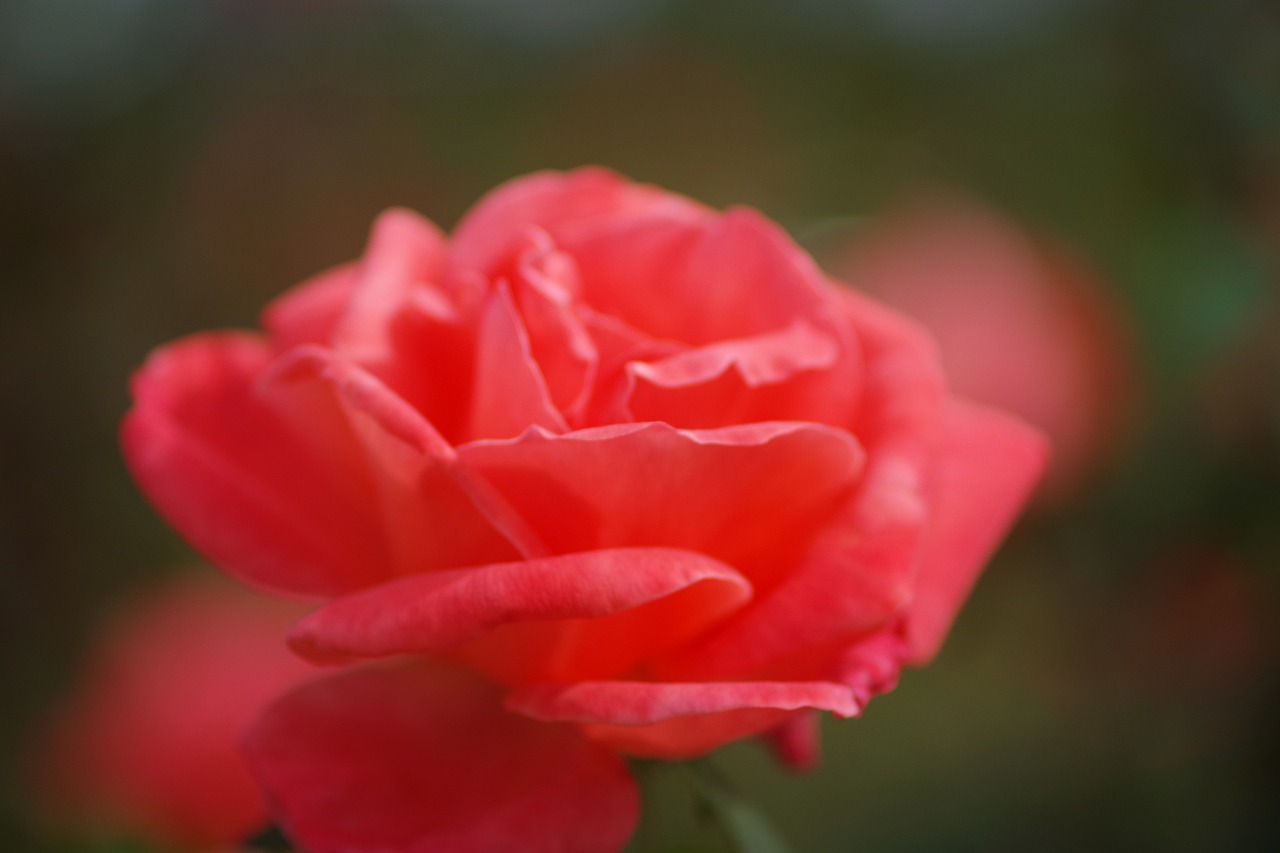 群馬県前橋市の敷島公園のバラ園