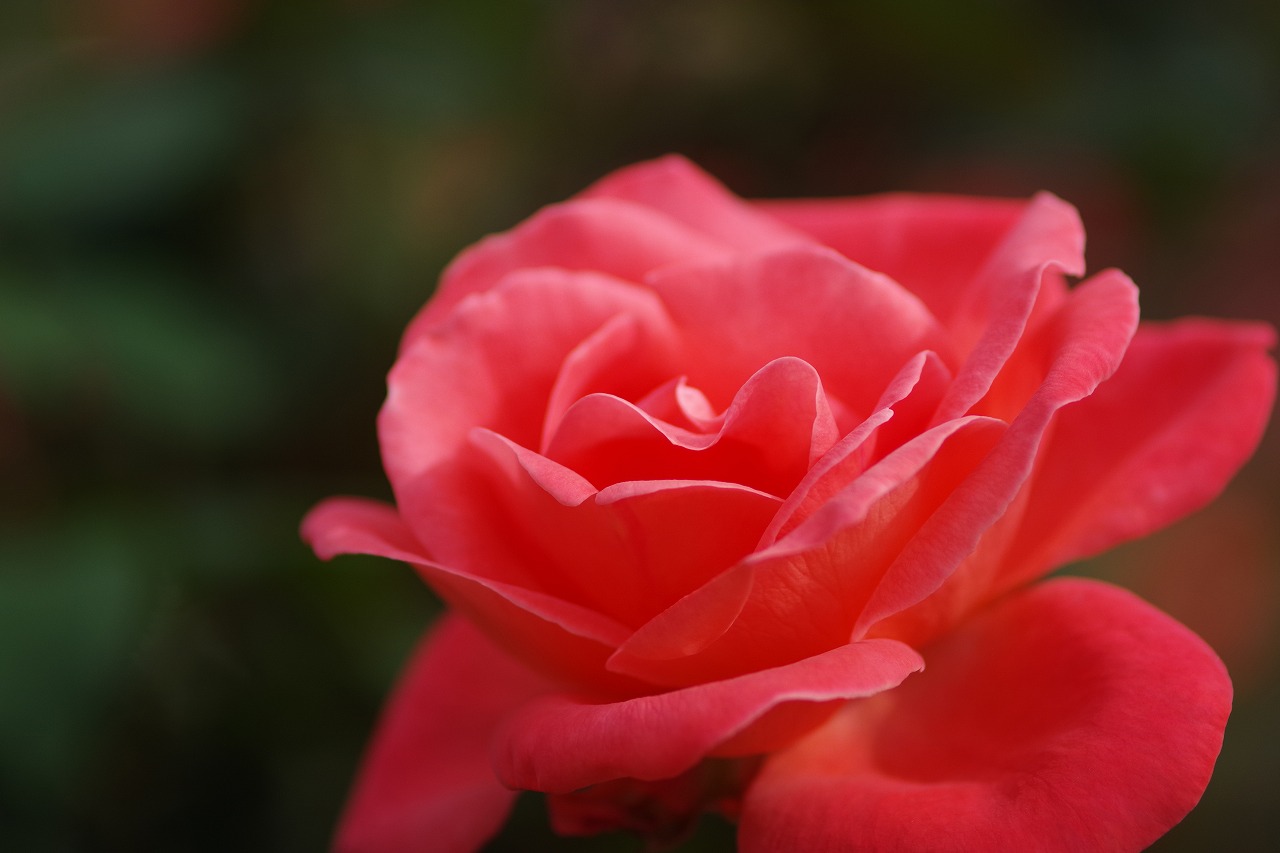 群馬県前橋市の敷島公園のバラ園