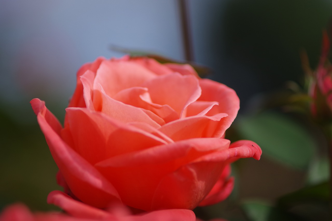 群馬県前橋市の敷島公園のバラ園