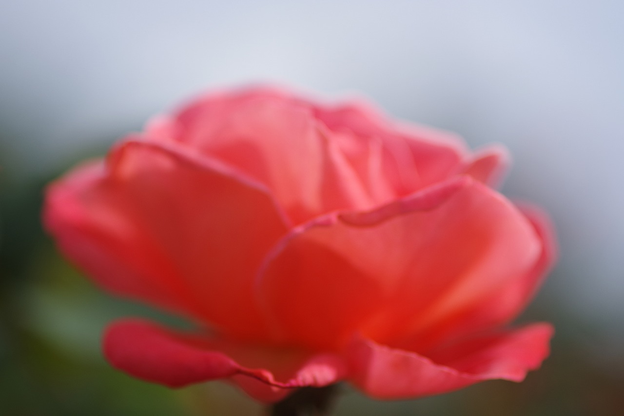 群馬県前橋市の敷島公園のバラ園