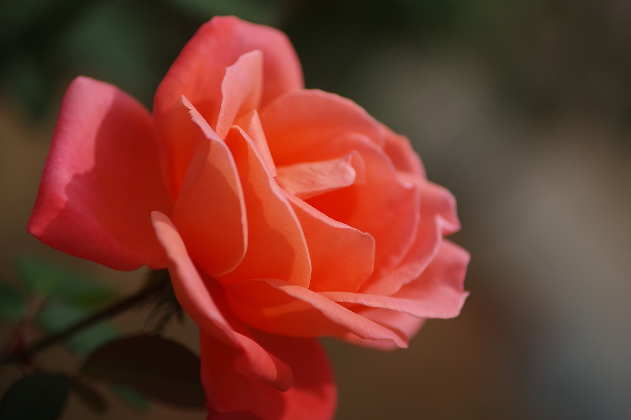 群馬県前橋市の敷島公園のバラ園