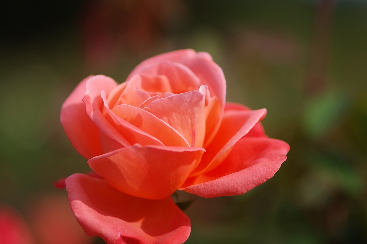 群馬県前橋市の敷島公園のバラ園