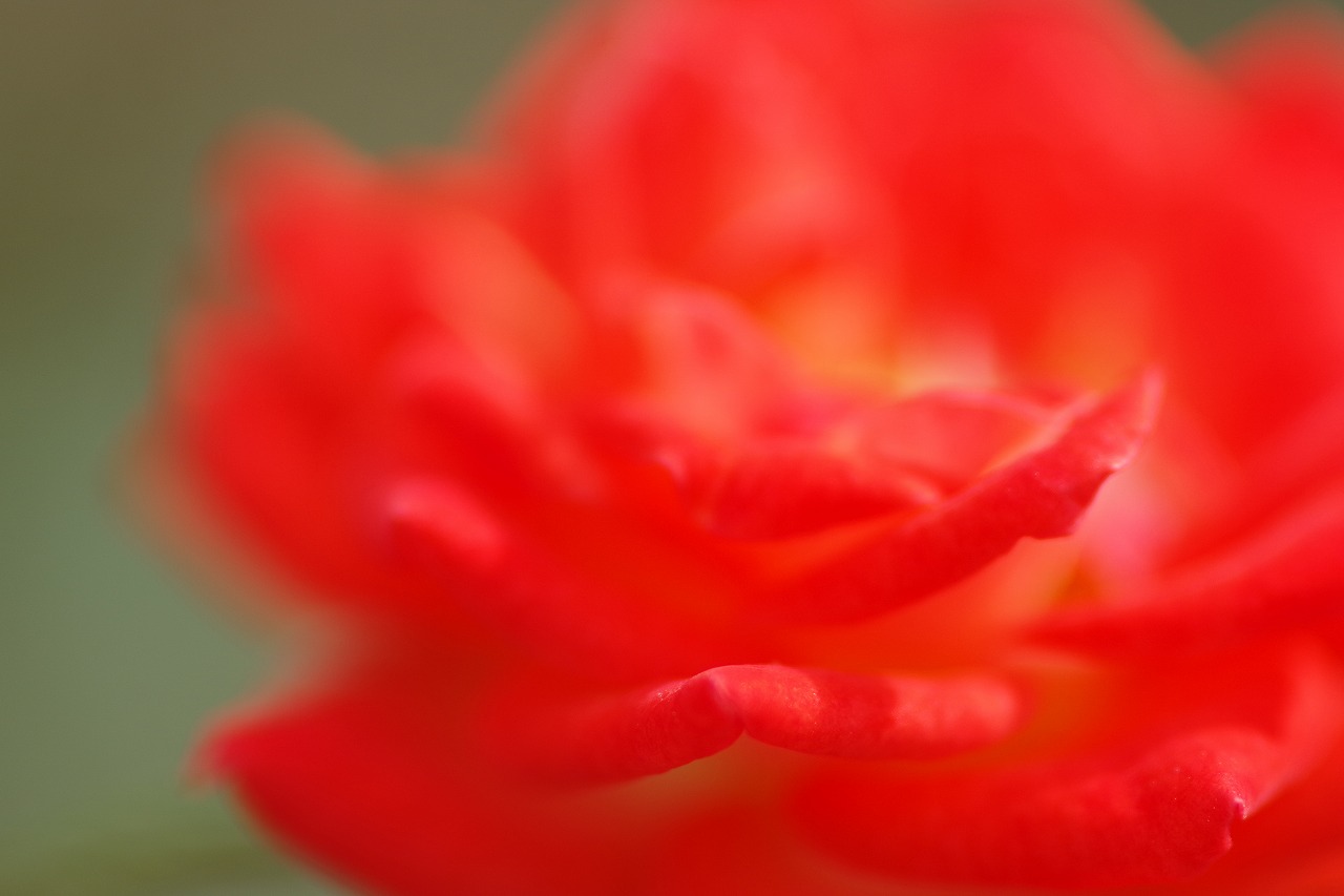 群馬県前橋市の敷島公園のバラ園