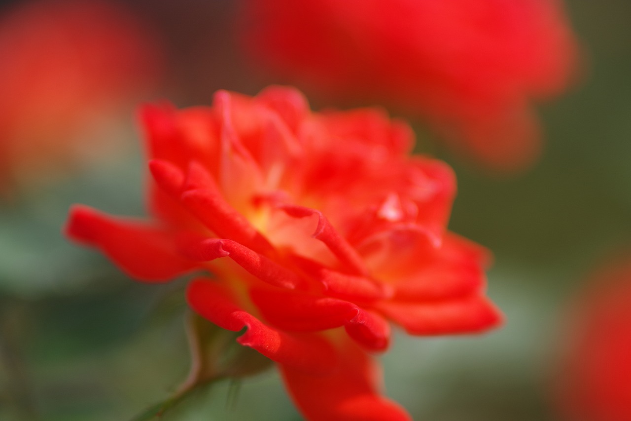 群馬県前橋市の敷島公園のバラ園