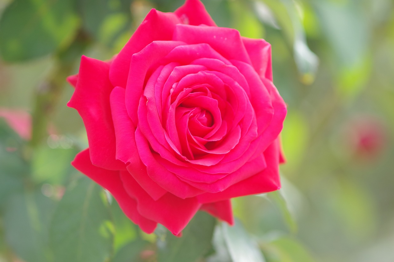 群馬県前橋市の敷島公園のバラ園