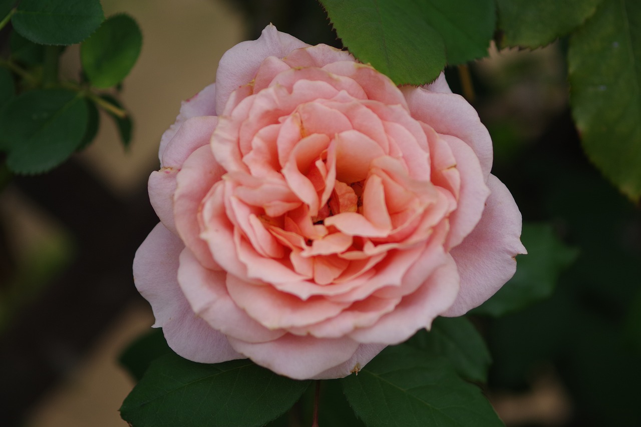 群馬県前橋市の敷島公園のバラ園